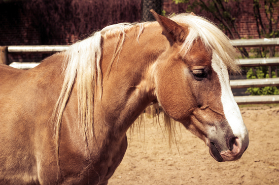 Piękny brązowy koń z białą strzałą i grzywą