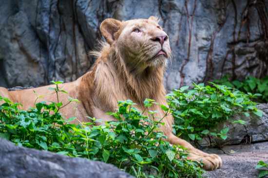 White lion lying down