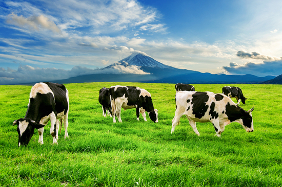 Cows eating lush grass on the green field in front