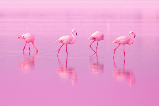 Birds Pink Flamingos Walk on the Lake at the Pink 