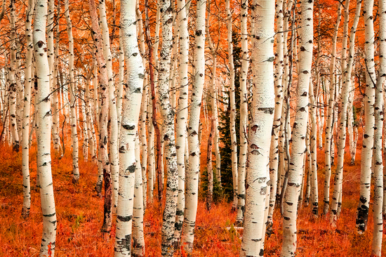 Höstfärg i en aspglänta, Utah, USA.