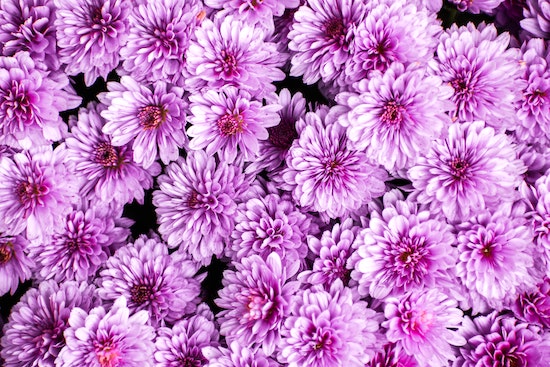 Lila blomblad med blommor