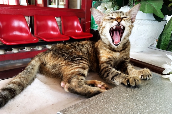 A yawning Cat
