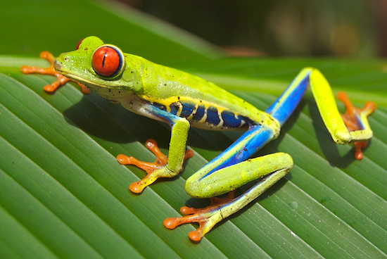 Sapo de olhos vermelhos