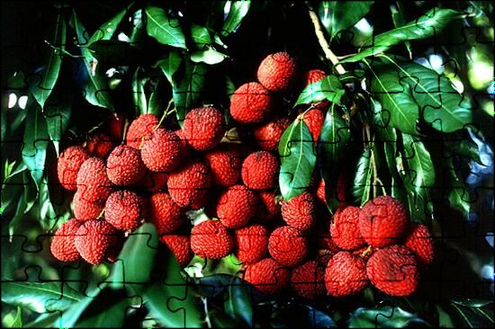 Lychees, Litchi Chinensis Jigsaw Puzzle Online | Jspuzzles.Com