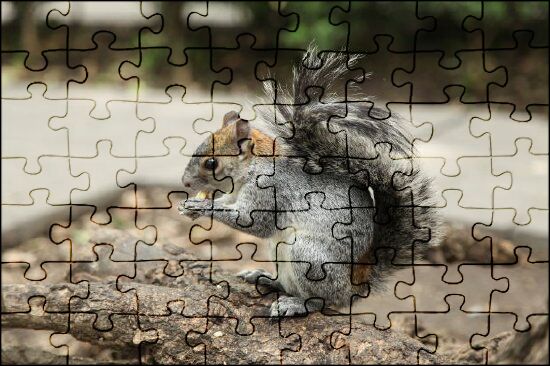 Eichhörnchen Puzzle | Jspuzzles.Com