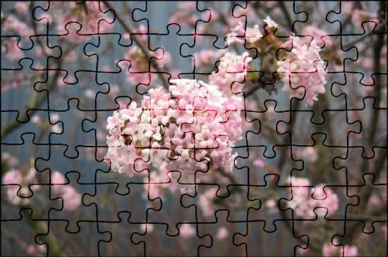 Jigsaw Puzzle / Cherry Blossom 桜　パズル Sakura Cherry Blossom #9 Photograph by Catlane - Pixels
