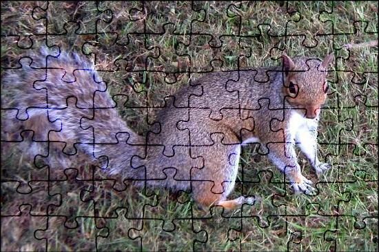 Eichhörnchen Puzzle Kostenlos Spielen | JSPuzzles.com
