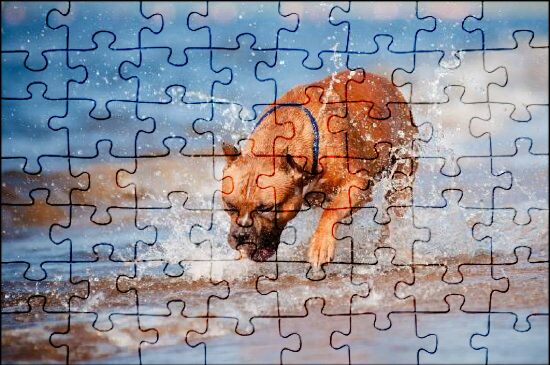 Boxer dog jigsaw puzzles online