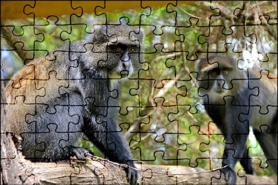 macaco Jigsaw Puzzle Online - Jigsaw 365