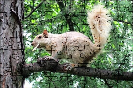 Eichhörnchen Auf Einem Baum Puzzle | Jspuzzles.Com