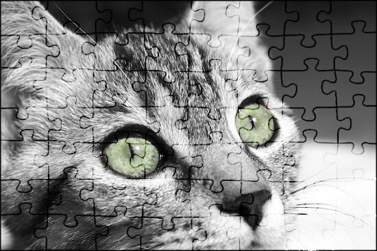 Cat Jigsaw Puzzle Online 