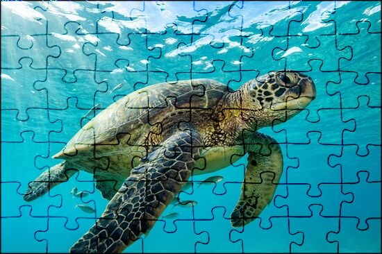 Морски живот