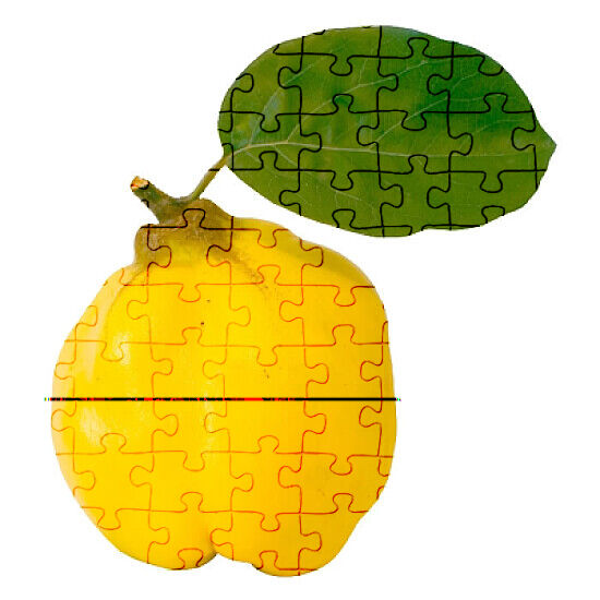 Quince Jigsaw Puzzles Online
