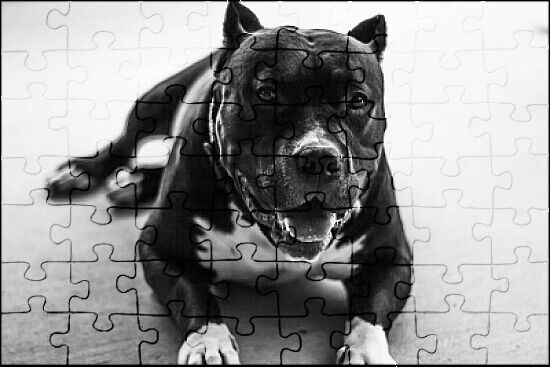 Pitbull, Gray, Life is Better, White Background (1000 Piece Puzzle, Size  19x27, Challenging Jigsaw Puzzle for Adults and Family, Made in USA) 