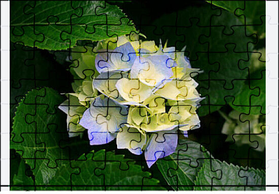 Flowerです Bigz L Die - All in Bloom by Alexis Trimble – Sizzix.com