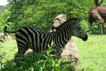 Zebra (Submitted by Christina Daub) jigsaw puzzle