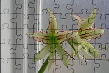 Orchid (Submitted by Christina Daub) jigsaw puzzle