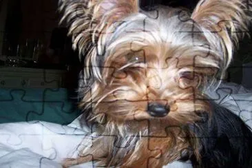Dora - Yorkshire Terrier (Submitted by Michelle Masley) jigsaw puzzle