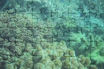 Coral reef jigsaw puzzle