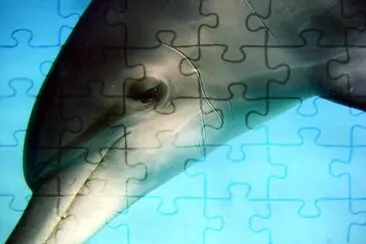 Dolphin jigsaw puzzle