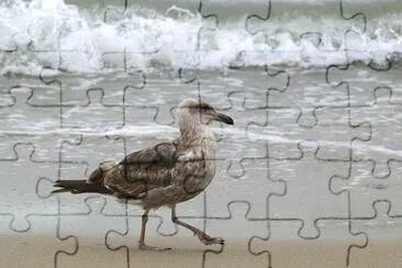 Bird jigsaw puzzle
