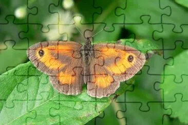 Meadow Brown Butterfly jigsaw puzzle