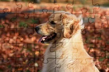 Golden retriever