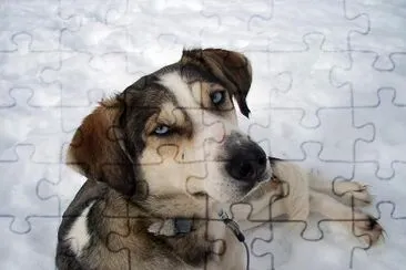 Chien husky