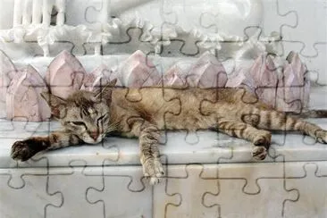 a Cat jigsaw puzzle