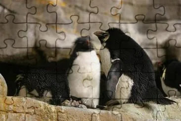 Penguin jigsaw puzzle