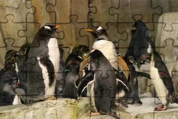 Penguins jigsaw puzzle