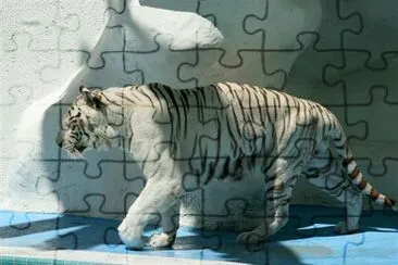 a Tiger jigsaw puzzle
