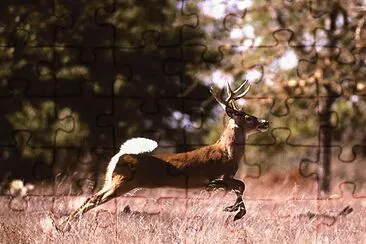 Veado de cauda branca