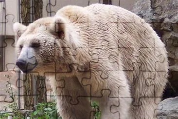 エレバン動物園、アルメニアのUrsus Arctus Syriacus