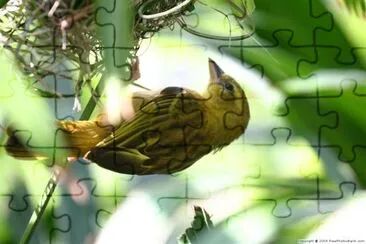a Bird jigsaw puzzle