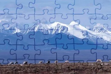 1002 Área: Caribú con fondo de montaña