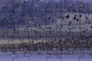 Ankeny National Wildlife Refuge, Oregon jigsaw puzzle