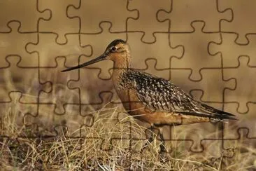 Bar-Tailed Godwit on Tundra jigsaw puzzle