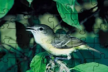 Bells Vireo  jigsaw puzzle