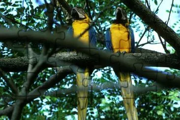 Blue and yellow macaws jigsaw puzzle