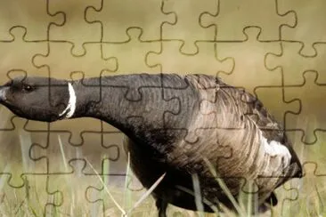 Brant i defensiv position