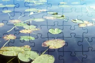 Water Lilies jigsaw puzzle