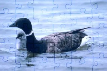 Brant med unga