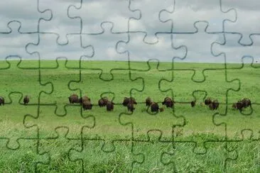 Bison grazing beneath cloudy sky jigsaw puzzle
