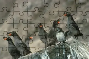 Crested Auklet Group на Cliff Rocks