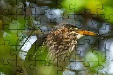 Green-backed heron close-up jigsaw puzzle