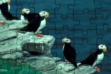 Horned Puffins on Puffin Island jigsaw puzzle