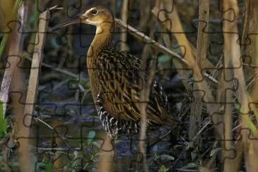 King Rail в Националния резерват за дива природа Кларънс Кенън