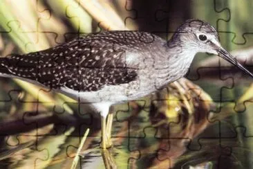 Lesser Yellowlegs in Wetlands jigsaw puzzle